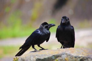 Did You Know - Crows Can Be Quite Machiavelic Crows Can Be Quite Machiavelic